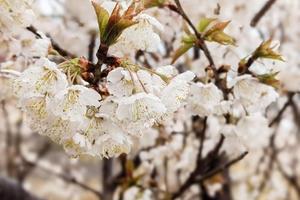 3月 8 慢逛西溪湿地 樱桃花  玩UNO