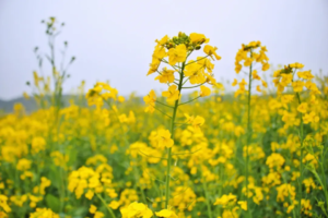 3月15 骑车 田野麦田 梯田油菜花 山里王 