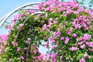 4月19 純拍 薔薇 月季 徒步 吃川菜