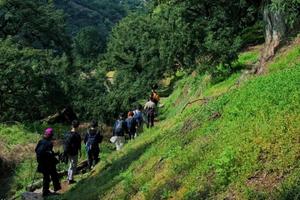 【单日定制】闯入千年香榧林，原始童话秘境徒步，走马岗