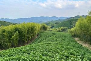 【单日定制】陆羽古道，遇见治愈系茶园、竹林、林间小溪