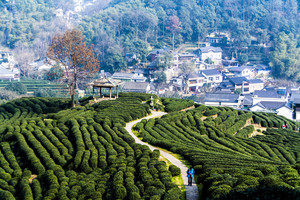 【单日定制】徒步杭州最美登山路线：十里琅珰，走步道，穿茶园，遇见最美九溪十八涧