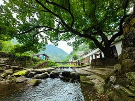 【2日游】清明节 | 徒步上王岗古道山水秘境；打卡四明湖“小喀纳斯”；赏余姚小众油菜花