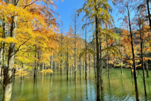 【单日定制】雪窦岭古道，水上红杉林，赏最美秋色