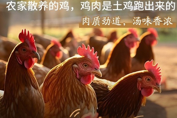 散养有机野战士飞鸡