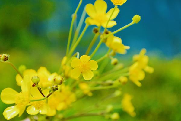 九顶山牧场 • 6月14日【周四】黄花盛开，高山云雾，清凉穿越原始森林
