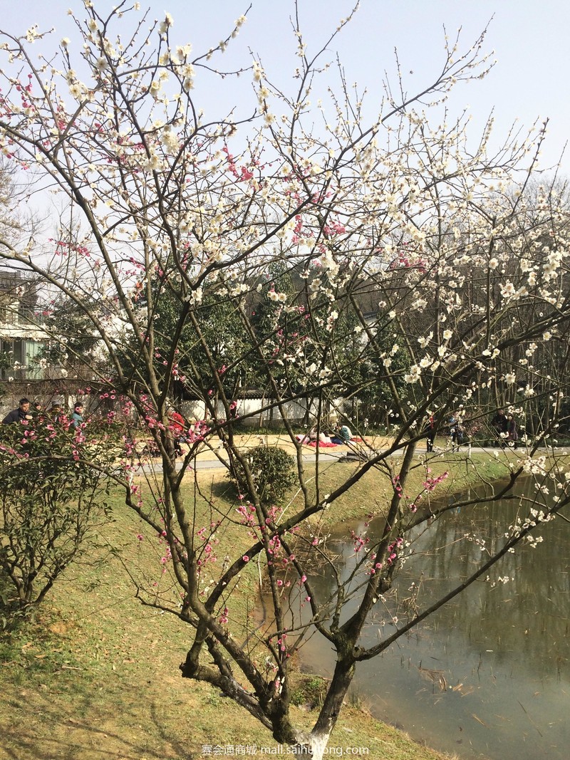 宫粉梅是梅花栽培类型中品种最为丰富的种群.