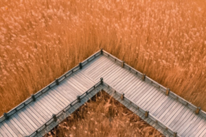 【1日•野鸭湖】网红打卡拍出芦苇漫天の北京城郊藏着的大西北-永宁古城-柳沟豆腐宴