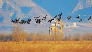 【中午出发•野鸭湖】橘子日落-网红打卡拍芦苇漫天の闯入金色芦苇荡的冬日童话 