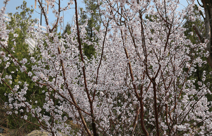 蓟州春,盘山秀,十里春风渡满山,抢先一步去看看!