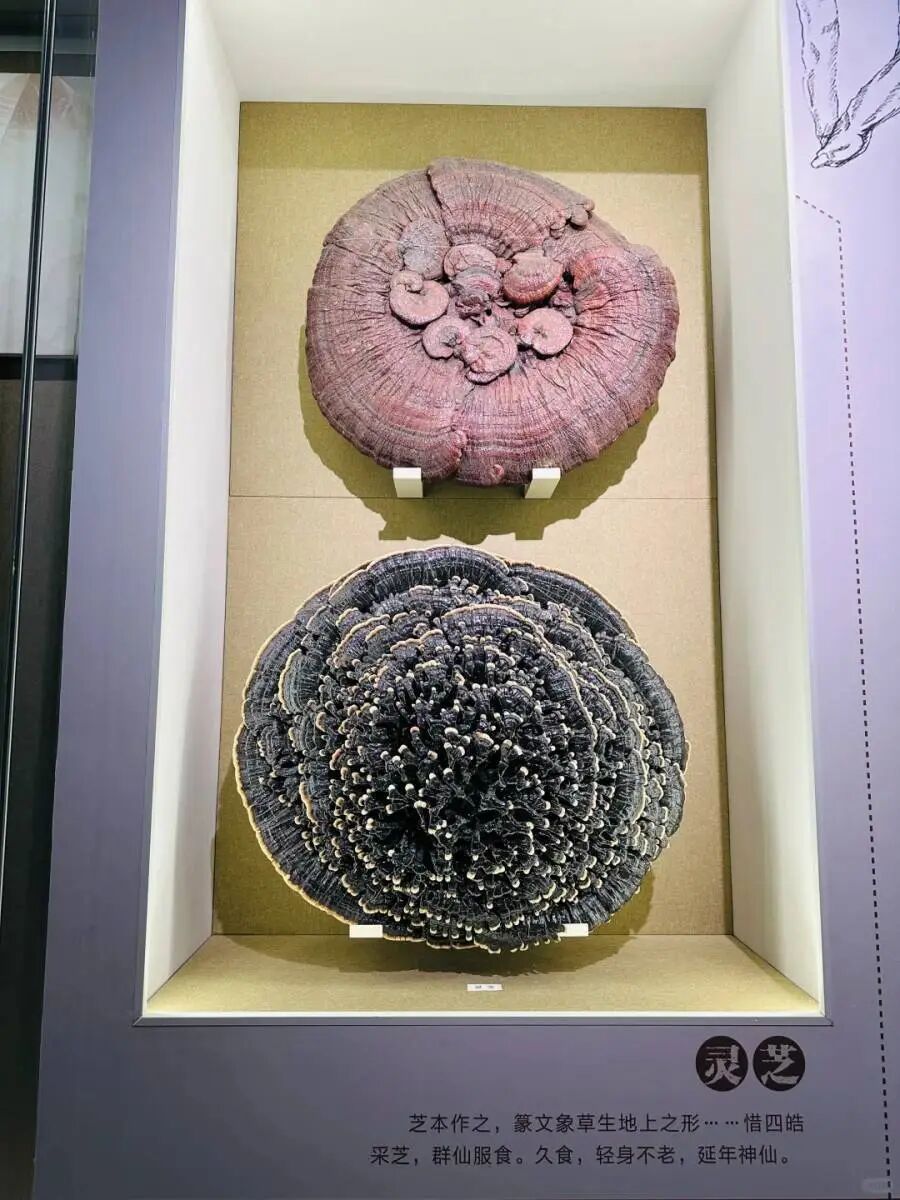 1769392391897529.png 2dc95c5b77fdc536049a3448d7f1892f_webwxgetmsgimg_&MsgID=1833736521684711501&skey=%40crypt_f079b5f6_a8fcf9f43f1c796cb6d86d388a20f291.png