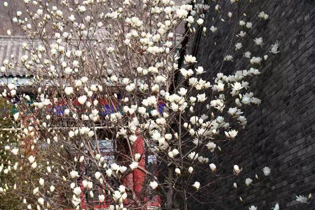 蓟州春,盘山秀,十里春风渡满山,抢先一步去看看!