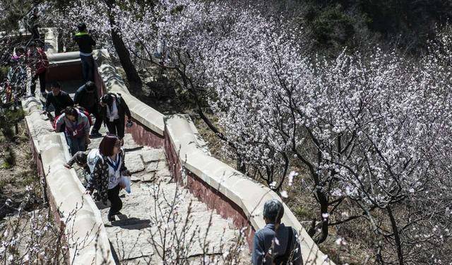 高清组图两万人齐聚盘山,只因这美景错过还要等一年