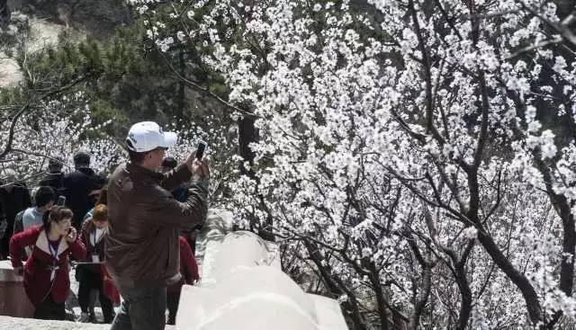 高清组图两万人齐聚盘山,只因这美景错过还要等一年