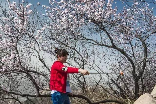 高清组图两万人齐聚盘山,只因这美景错过还要等一年