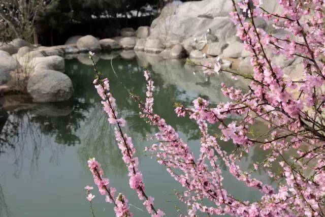 盘山庙会踏青节,山青了,柳绿了,花开了,就等4月1日你来了