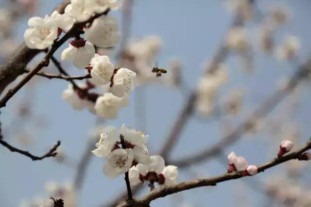 盘山庙会踏青节,山青了,柳绿了,花开了,就等4月1日你来了