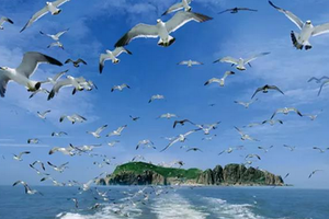 元旦3日｜威海+天鹅湖｜网红威海の一半浪漫一半山海-奔赴一场山海之约-与天鹅共舞