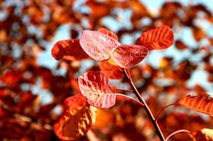 周末1日坡峰岭B【双集合点】年度最佳赏秋醉美圣地玉虚宫 观音洞 鹰嘴涯