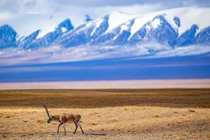 【梦幻可可西里】穿越3大荒漠禁区 恶魔之眼+可可西里+火星公路+俄博梁雅丹 8日