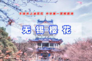 清明3日【江南B无锡兴化】太湖鼋头渚樱花｜网红拈花湾·蠡园桃花·兴化油菜花（大巴团）