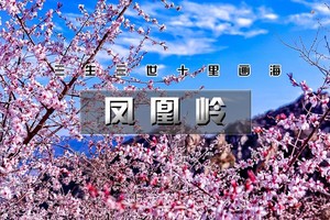 周末/清明1日【凤凰岭】上春山-三生三世十里杏春花海の近郊登山赏花摄影一日休闲游（初级强度)