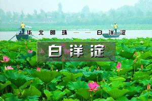 周末1日【白洋淀A】龙舟畅游白洋淀游船+湿地长廊＋捡野鸭蛋精品一日游（多站点上车）
