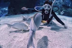 【水肺潜水】每周六、日酷玩运动，富国海底世界和鱼儿嬉戏
