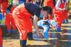 志愿北京2h【稻田插秧C】每周六日朝阳温榆河插秧,浑水捉泥鳅,画草帽