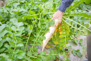 公益时长8h【带娃去农科院】12.14/20/21/27/28与教授一起亲手种植草莓，体验水菜共生，学习太空育苗