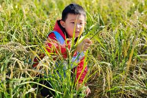 志愿北京2小时【家庭农事日】抓螃蟹、割稻打爻、磨稻子扎稻草人.....（可定制）