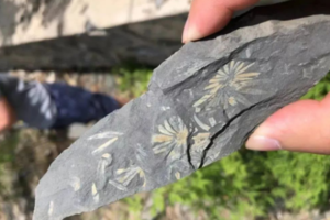 亲子1日营【化石小猎人】11.1/9亲手采集亿万年前的化石标本（随时满超火）