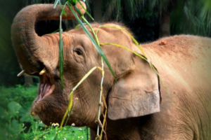 暑假【西双版纳亲子】滇国奇遇记|雨林生存+民俗非遗+野象谷奇遇+哈尼族家访+热带水果采摘+夜观萤火虫