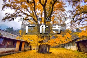 周三/周末1日【广化寺A】大觉寺赏枫叶和千年古银杏树｜京门铁路-广化寺-西山古道-琉璃渠户外10公里徒步