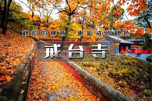 周末1日｜戒台寺｜罕见雌雄同株古银杏-徒步芦潭古道-邂逅戒台秋色-品斋饭