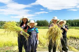 北京亲子半日营【公益时长4H】11.8/9/15/16/22/23砍蔗汁挖红薯+秋收课堂+食育课堂