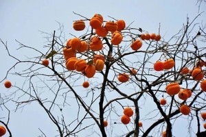 周末1日｜咔嚓古道｜摩崖石刻-小天门洞-石人站-老鹰背-捡柿子-户外12公里登山徒步