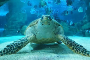 志愿北京2小时【我是海龟守护者】10.18/25/11.2/8/16/22下午海洋研学喂海龟、富国海底世界（亲子/单飞）