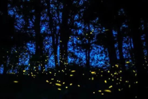 每周六夜场【今夏流萤之夜】朝阳温榆河公园·萤火虫近距离接触放飞（可定制）