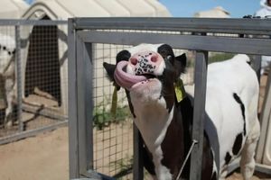亲子【奶人寻味】小小挤奶工（天天发）牛牛小课堂+牛牛观察员+奶酪诞生记