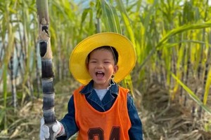 志愿北京2h【仅99蔗里有点甜】11.15/16/22/23秋日采收甘蔗，开启田地盲盒，土窑烤美食，喂小动物