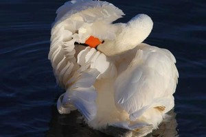 元旦3日｜烟墩角B｜与天鹅共舞-拥抱海岸线第一绥阳光の天鹅湖-海草房-成山头-青州古城 