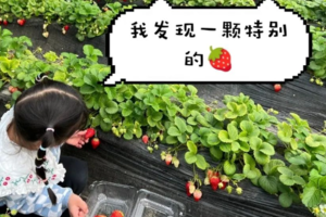 公益时长2h【大兴公益植树】3.28/29/4.4/5/6采摘草莓蔬菜/户外乐园畅玩/喂动物