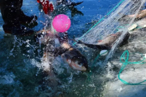 和爸妈一起抓鱼去【冬捕】1.17/18/24/25去体验最原汁原味的冬捕