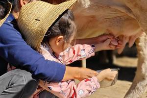 每周六日【昌平小奶工】亲子半日（全年多期）小小挤奶工+动物小课堂+奶酪DIY