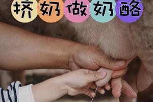 农场不拥挤（半日/一日）一起淘趣（天天发）放羊剪羊毛/小蜂农/挤奶做奶酪/小铁匠等多选