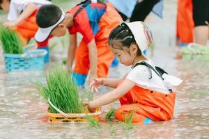 北京亲子游【房山-稻田小农夫】5.16/17/23/24/30/31插秧摸鱼、做生态缸，把春天种进泥土里～（可定制）