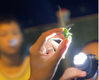 公益时长2h【多公园·暗夜惊奇】9.30/10.2每周六日农大/林大讲师·探索昆虫·科学观察法·奥森/天坛夜探