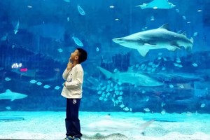 海洋馆科研小分队（10.19/26/11.9/30）上午场 海洋哺乳动物探究营（儿童单飞半日营）