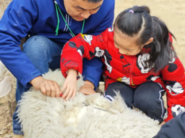 周末1日昌平亲子【放羊剪羊毛】挤牛奶做奶酪【变身小蜂农】昌平农场回归土地，给孩子一场自然生长的童年，农场玩法多